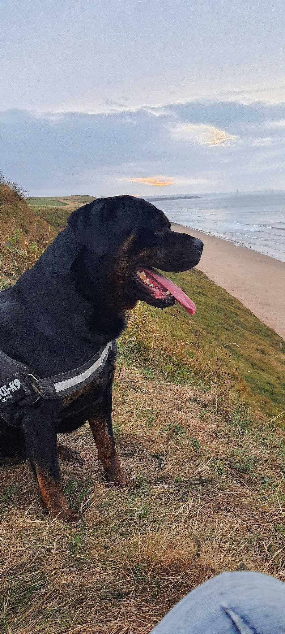 Rambo is registered to the contest to win money with this photo: beach, borador, canidae, carnivore, cloud, collar, companion_dog, dog, dog_breed, dog_collar, grass, gun_dog, plant, pointing_breed, retriever, sky, snout, sporting_group, water, working_animal