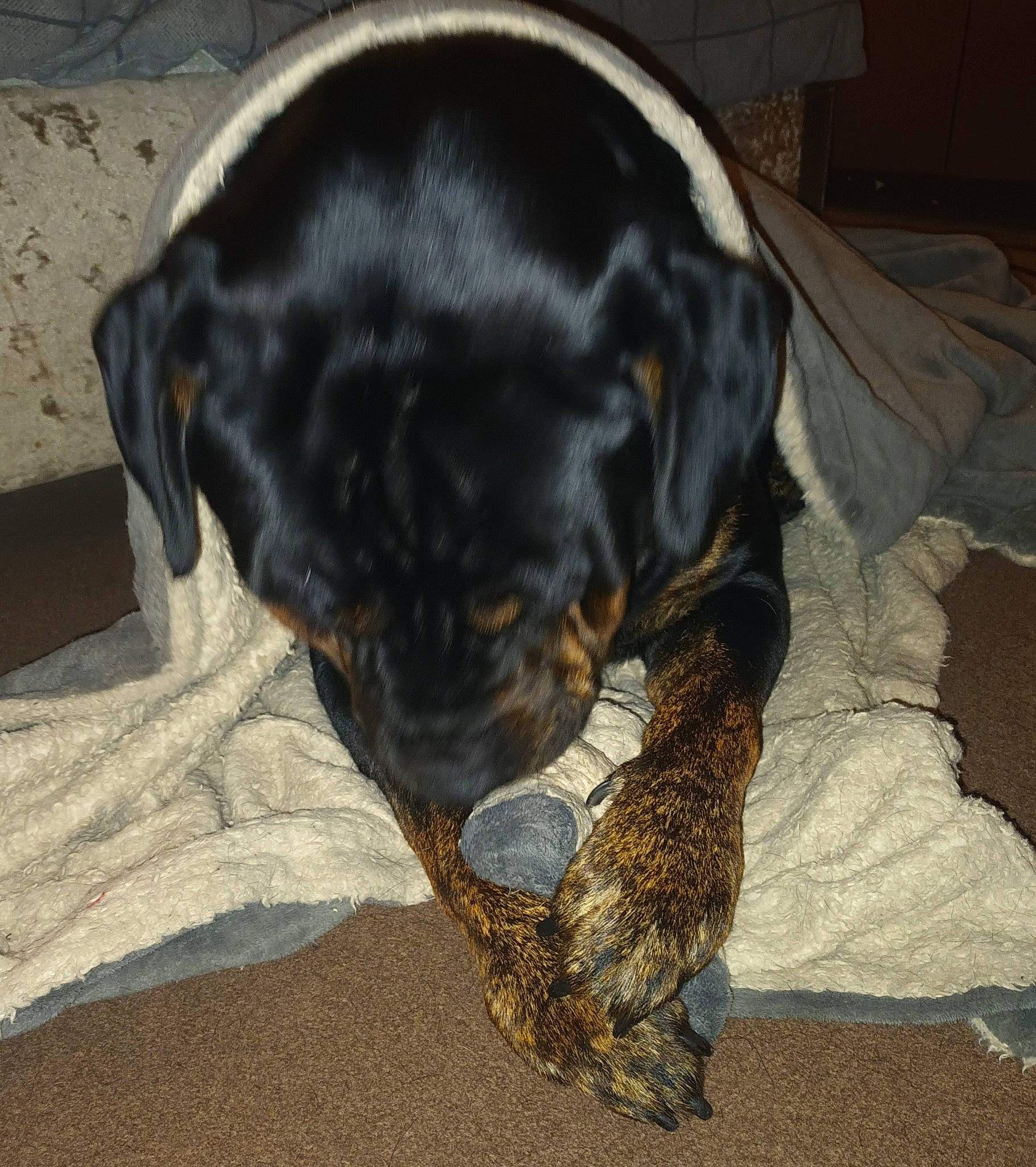 Rambo is registered to the contest to win money with this photo: canidae, carnivore, claw, comfort, companion_dog, dog, dog_breed, fawn, fur, guard_dog, liver, paw, puppy, rottweiler, snout, sporting_group, terrestrial_animal, whiskers, working_animal, working_dog