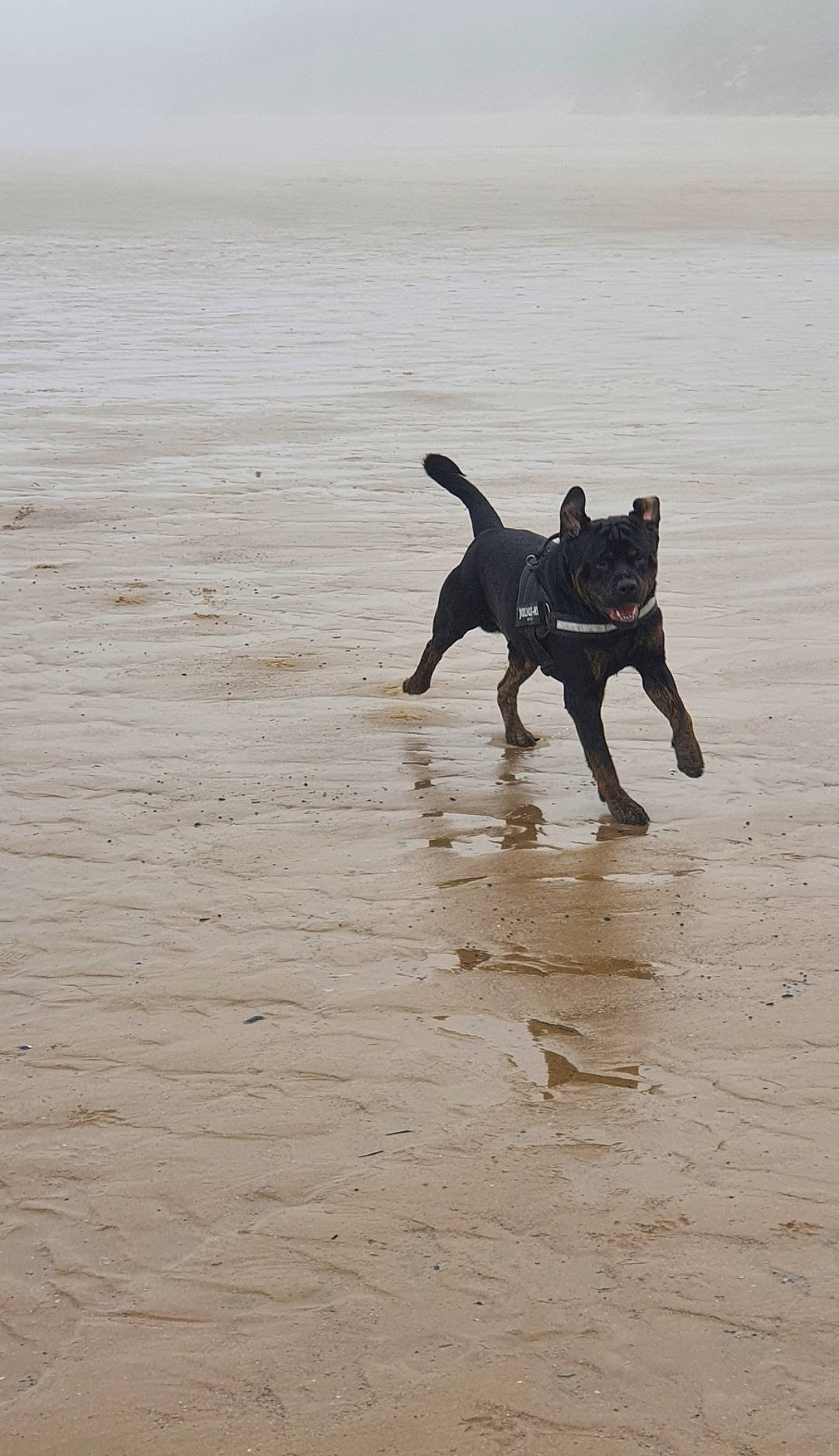 Rambo joined the competition — help win amazing prizes! beach, canidae, carnivore, dog, dog_breed, dog_supply, fawn, guard_dog, happy, landscape, ocean, sand, shadow, sporting_group, tail, water, wind_wave, wood, working_animal, working_dog