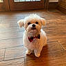 dog, pet, indoor, wooden_floor, bow_tie, small_dog, white_fur, curious, cute, animal, companion, home, door, window, natural_light, flooring, portrait, sitting, domestic, looking_up