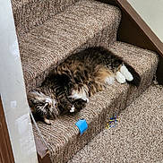 Shailmar joined the competition — help win amazing prizes! cat, tabby_cat, fluffy, sleeping, lying_down, upside_down, white_paws, pet, animal, staircase, carpeted_stairs, carpet, indoor, home, wooden_railing, blue_toy, wires, relaxed, funny_pose, cozy