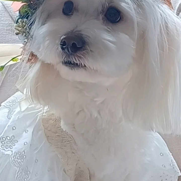 Addyson is registered to the contest to win money with this photo: angora, animal, canine, carnation, cat, dog, eskimodog, flower, flowerarrangement, flowerbouquet, ikebana, pet, petal, plant, poodle, pottedplant, puppy, rose, terrier, whitedog