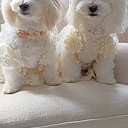 Addyson And Kahlua is registered to the contest to win money with this photo: dog, pet, white_dog, bow, ribbon, lace, sofa, couch, indoor, portrait, pair, fluffy, decorative_collar, sitting, cute, adorable, well_groomed, living_room, curtains, seat