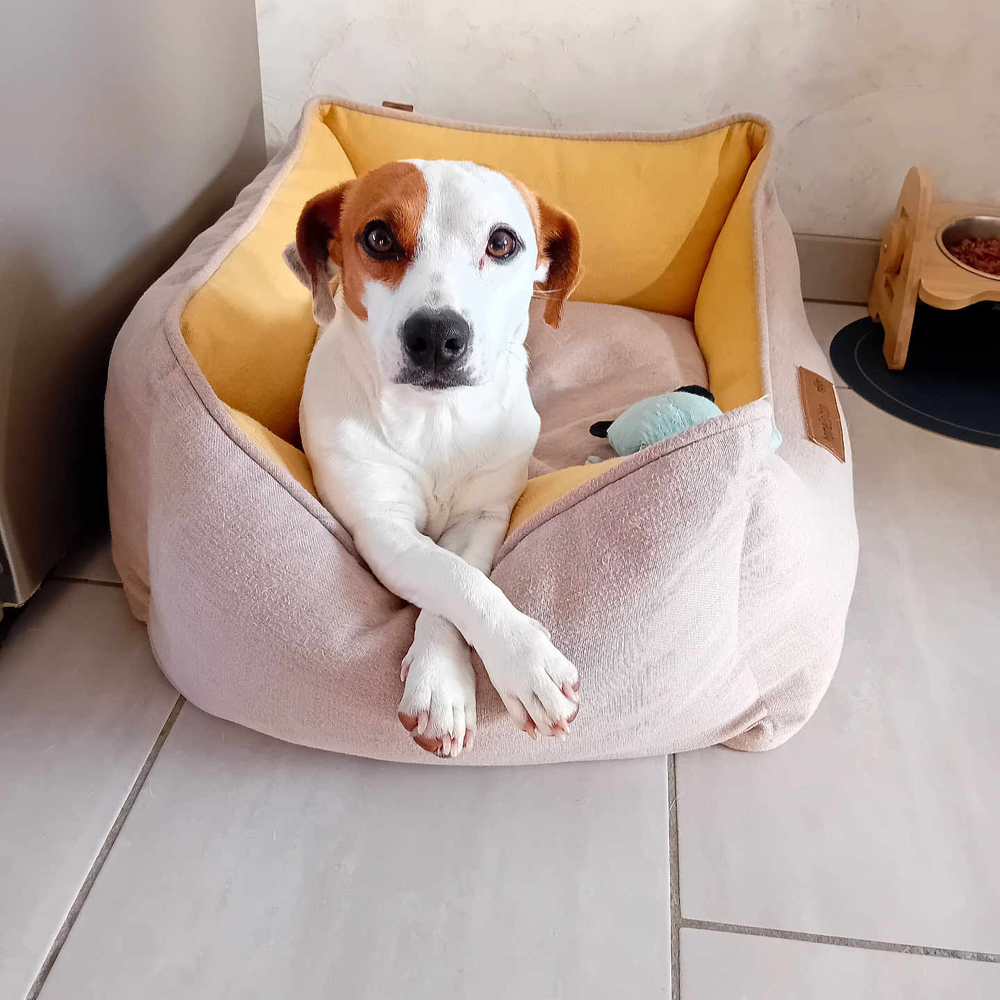 Uno participe au concours pour gagner de l'argent avec cette photo : animal, canine, dog, dogbed, pet