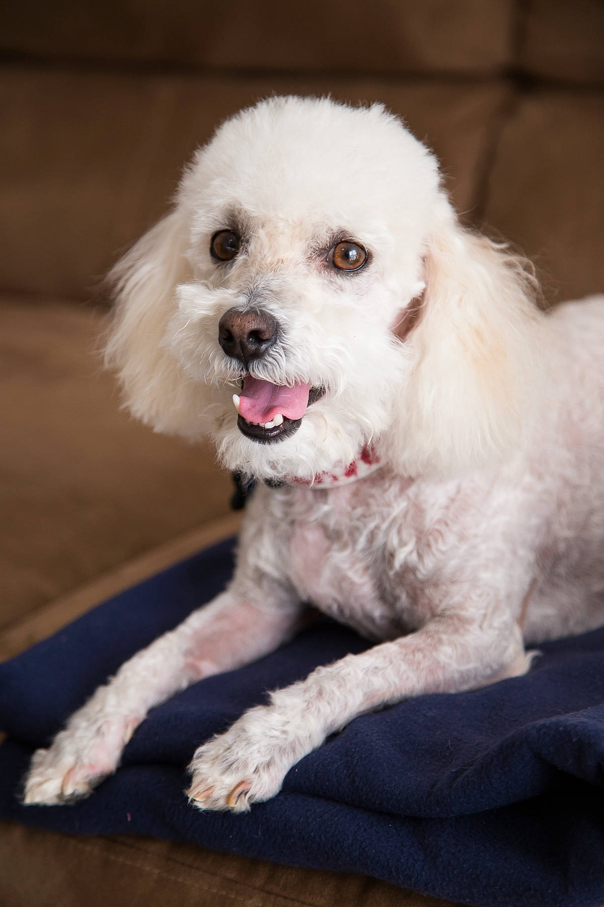 Cesar is registered to the contest to win money with this photo: bichon, bichon_frise, bolognese, bolonka, canidae, carnivore, companion_dog, dog, dog_breed, havanese, maltepoo, maltese, mammal, miniature_poodle, non_sporting_group, nose, person, poodle_crossbreed, puppy, toy_poodle