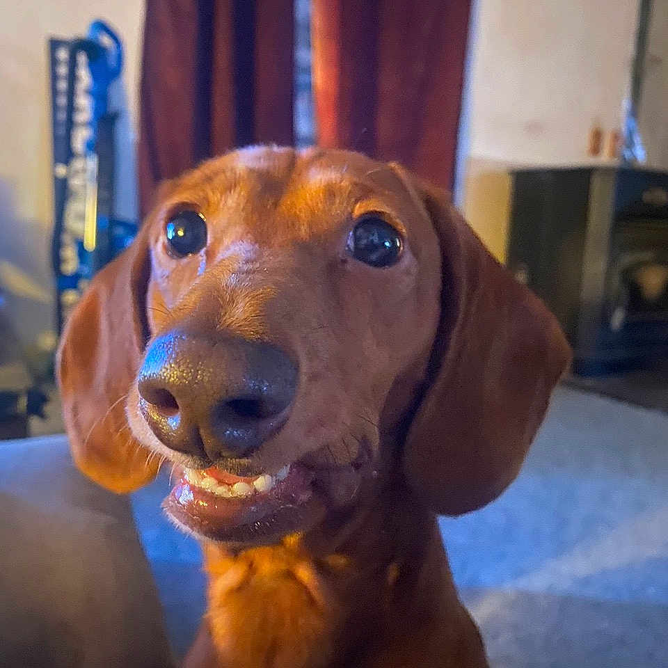 Bella joined the competition — help win amazing prizes! dog, canine, pet, indoor, close_up, brown, smiling, face, ears, nose, teeth, tongue, curtains, background, furniture, floor, home, animal, companion, cute