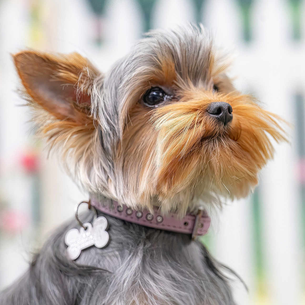 Druelle Valkyrie a rejoint le concours — aidez-le/la à gagner de superbes lots ! adorable, animal, blurry_background, close_up, collar, cute, dog, ears, fluffy, fur, looking_away, nose, outdoor, pet, portrait, small_dog, soft_light, tag, whiskers, yorkshire_terrier