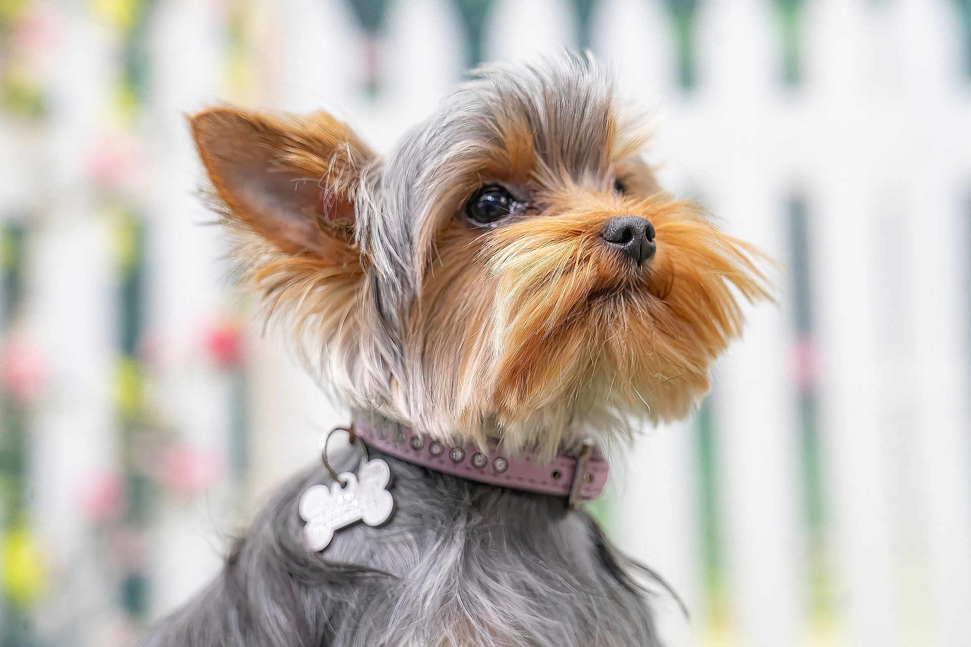 Druelle Valkyrie a rejoint le concours — aidez-le/la à gagner de superbes lots ! adorable, animal, blurry_background, close_up, collar, cute, dog, ears, fluffy, fur, looking_away, nose, outdoor, pet, portrait, small_dog, soft_light, tag, whiskers, yorkshire_terrier