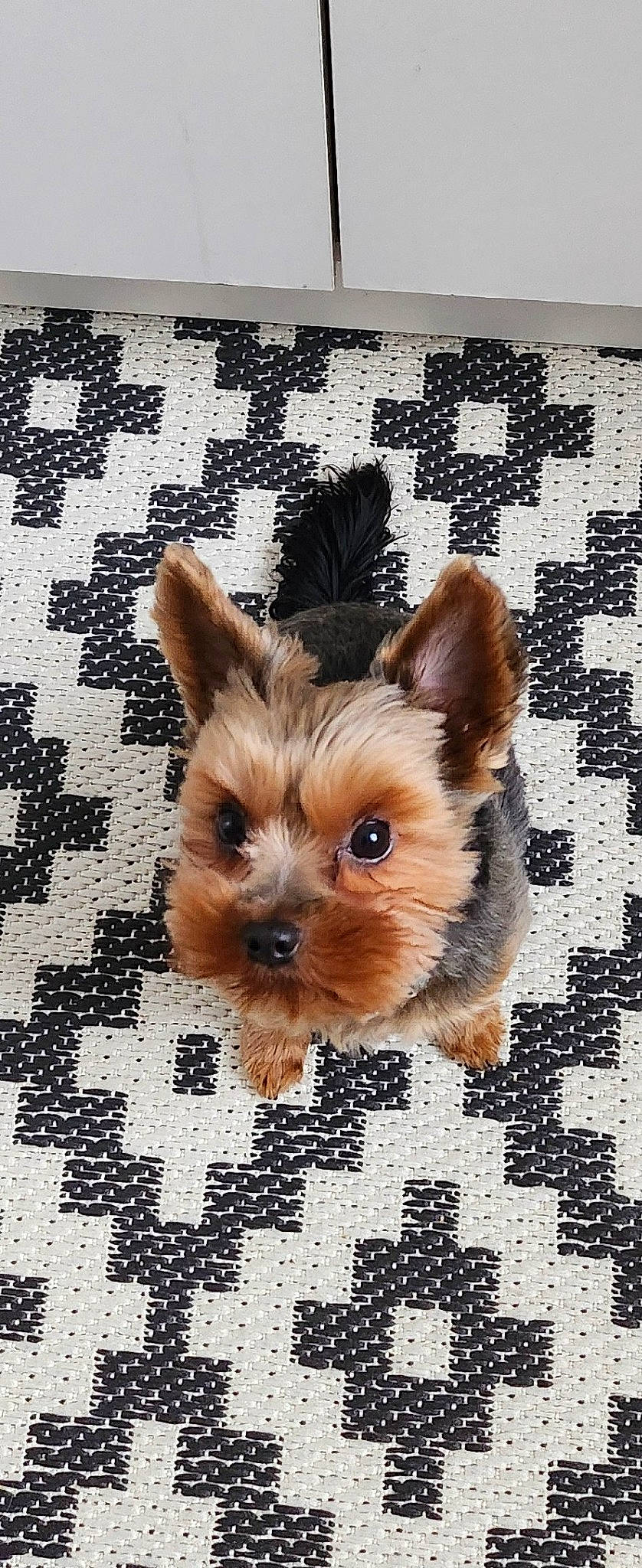 Thor a rejoint le concours — aidez-le/la à gagner de superbes lots ! canidae, carnivore, companion_dog, dog, dog_breed, dog_supply, fawn, fur, liver, mammal, pattern, pet_supply, snout, sporting_group, terrestrial_animal, toy_dog, whiskers, working_animal, yorkipoo, yorkshire_terrier