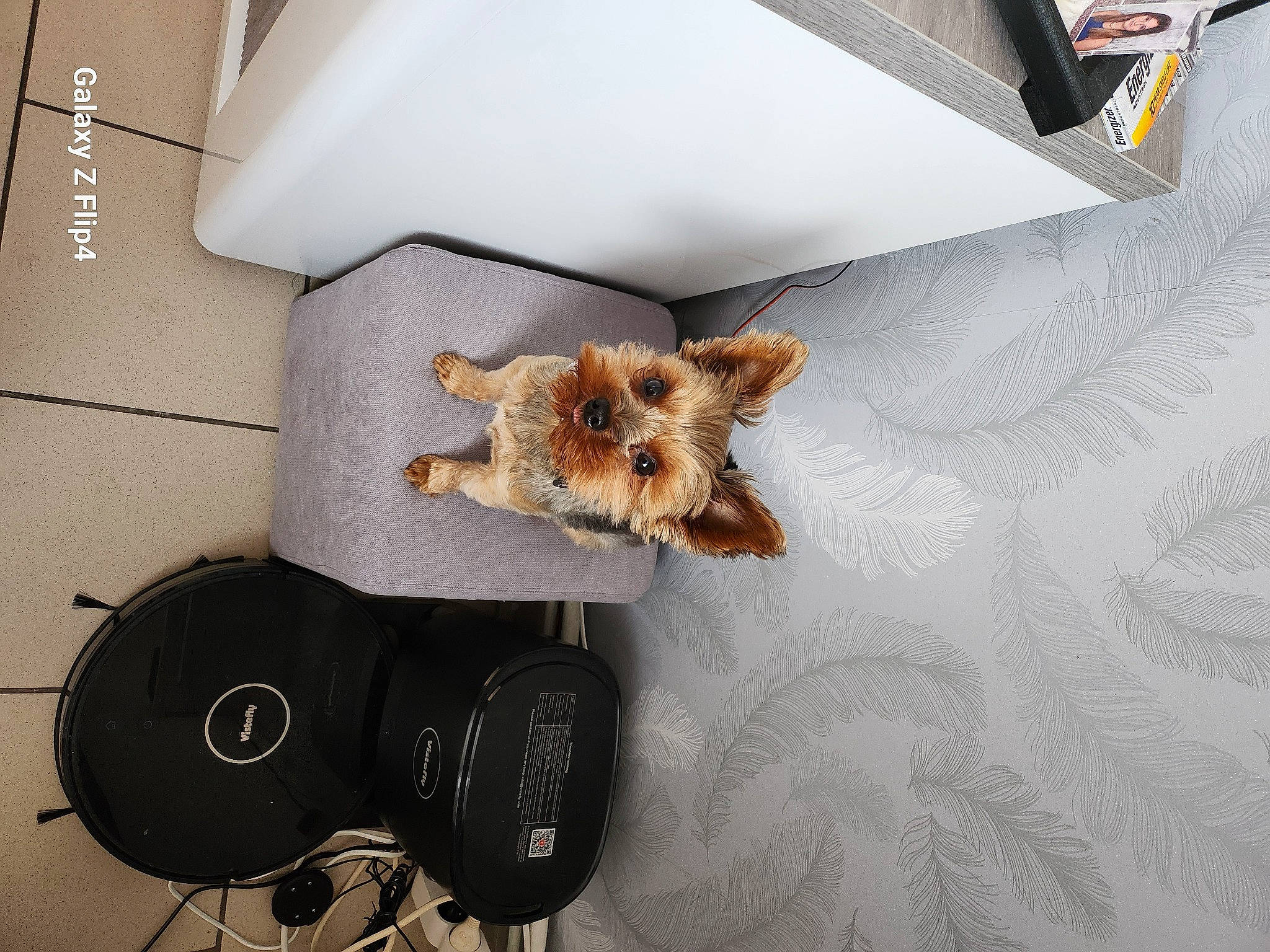 Thor a rejoint le concours — aidez-le/la à gagner de superbes lots ! audio_equipment, circle, eyewear, fashion_accessory, felidae, font, fur, jewellery, linens, metal, paper, plush, room, stuffed_toy, table, teddy_bear, toy, wing, wire