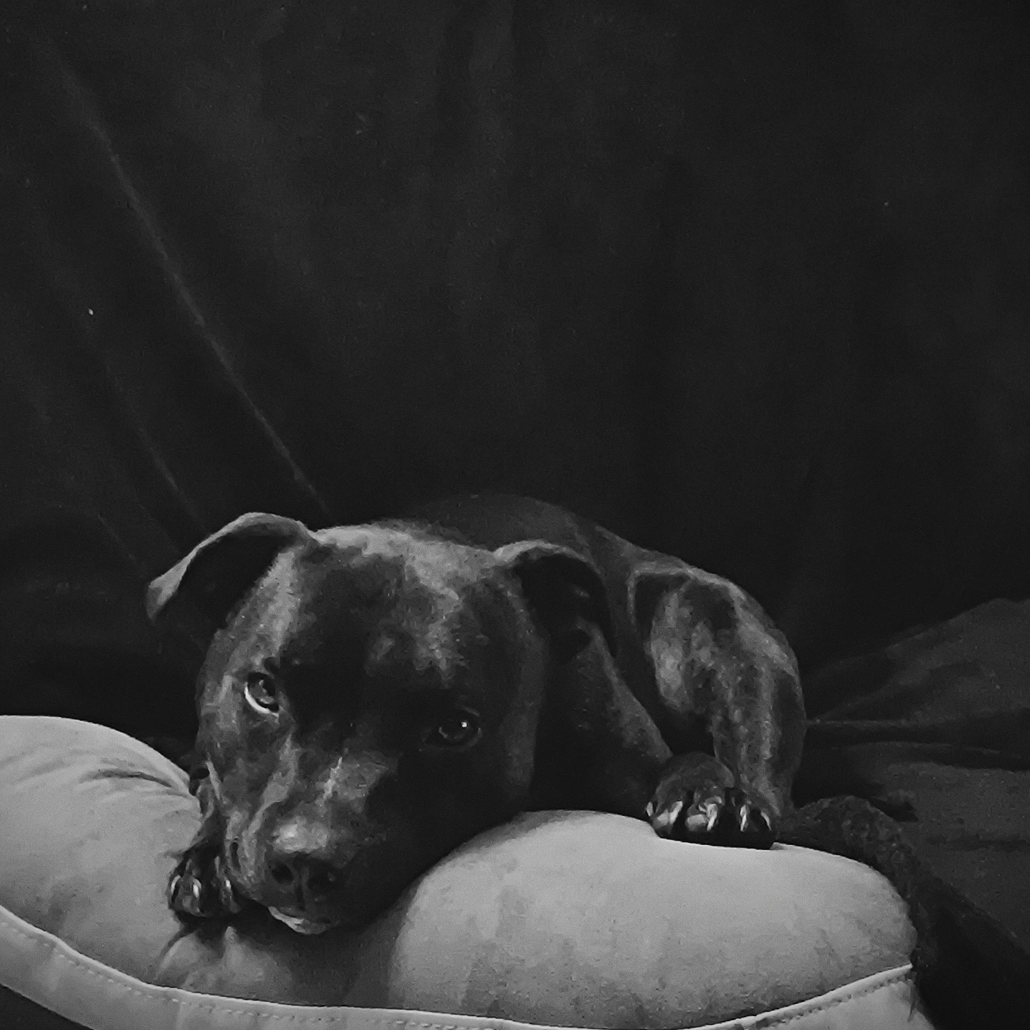 Saphir a rejoint le concours — aidez-le/la à gagner de superbes lots ! black_and_white, bored, carnivore, comfort, companion_dog, darkness, dog, dog_breed, flash_photography, grey, mammal, monochrome, monochrome_photography, snout, sporting_group, still_life_photography, stock_photography, style, tints_and_shades, whiskers