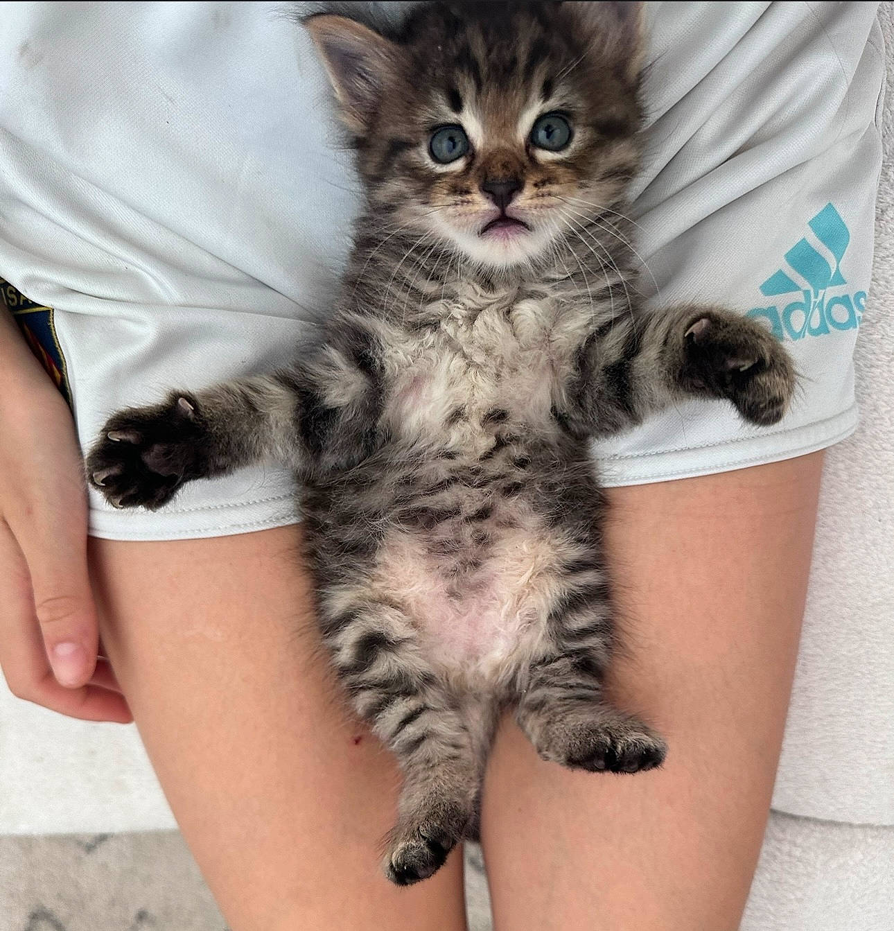 Dolce participe au concours pour gagner de l'argent avec cette photo : carnivore, cat, claw, comfort, domestic_short_haired_cat, eye, felidae, finger, foot, fur, gesture, hand, nail, paw, sitting, small_to_medium_sized_cats, snout, tail, toe, whiskers