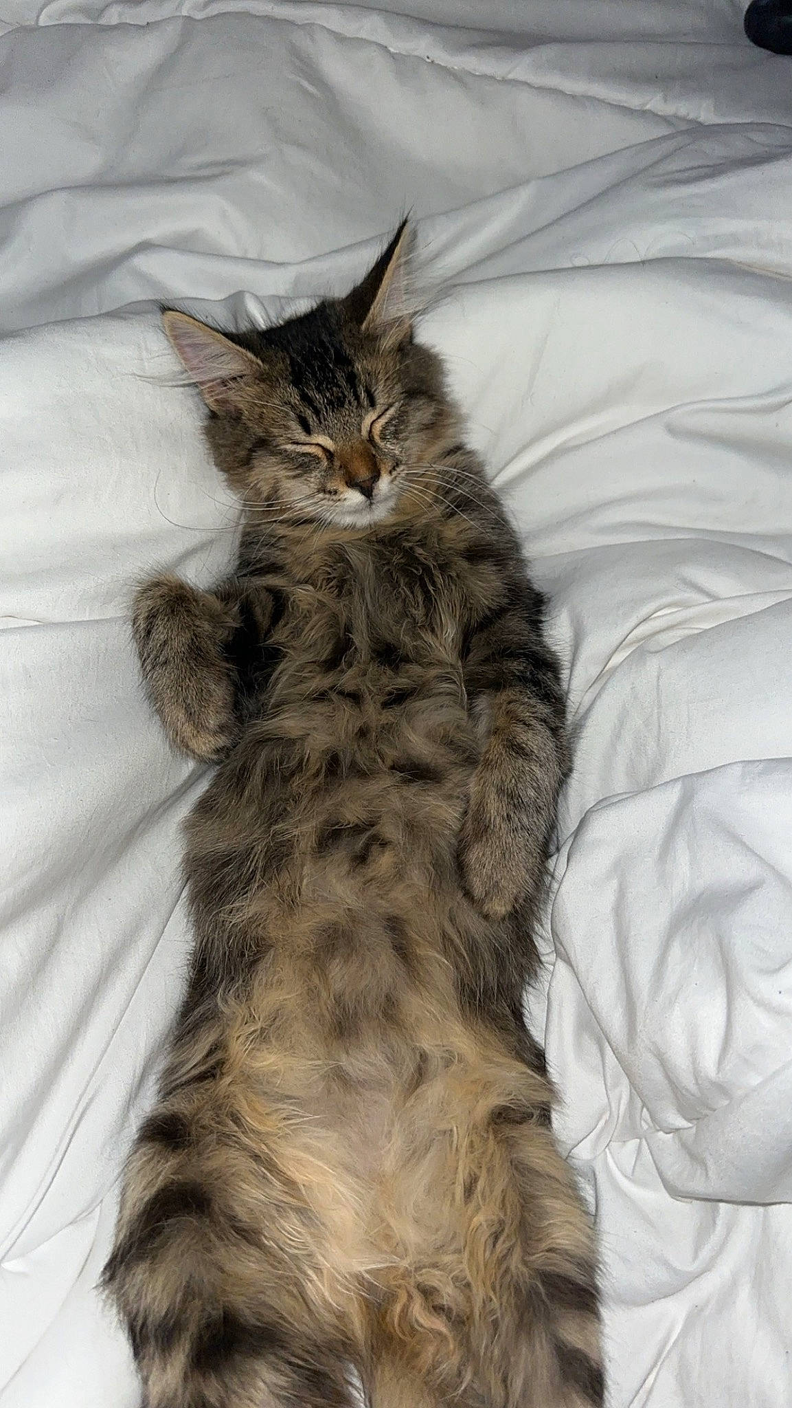 Dolce a rejoint le concours — aidez-le/la à gagner de superbes lots ! bed, british_longhair, carnivore, cat, claw, comfort, domestic_short_haired_cat, fawn, felidae, fur, paw, small_to_medium_sized_cats, snout, tail, terrestrial_animal, tree, whiskers, wildlife