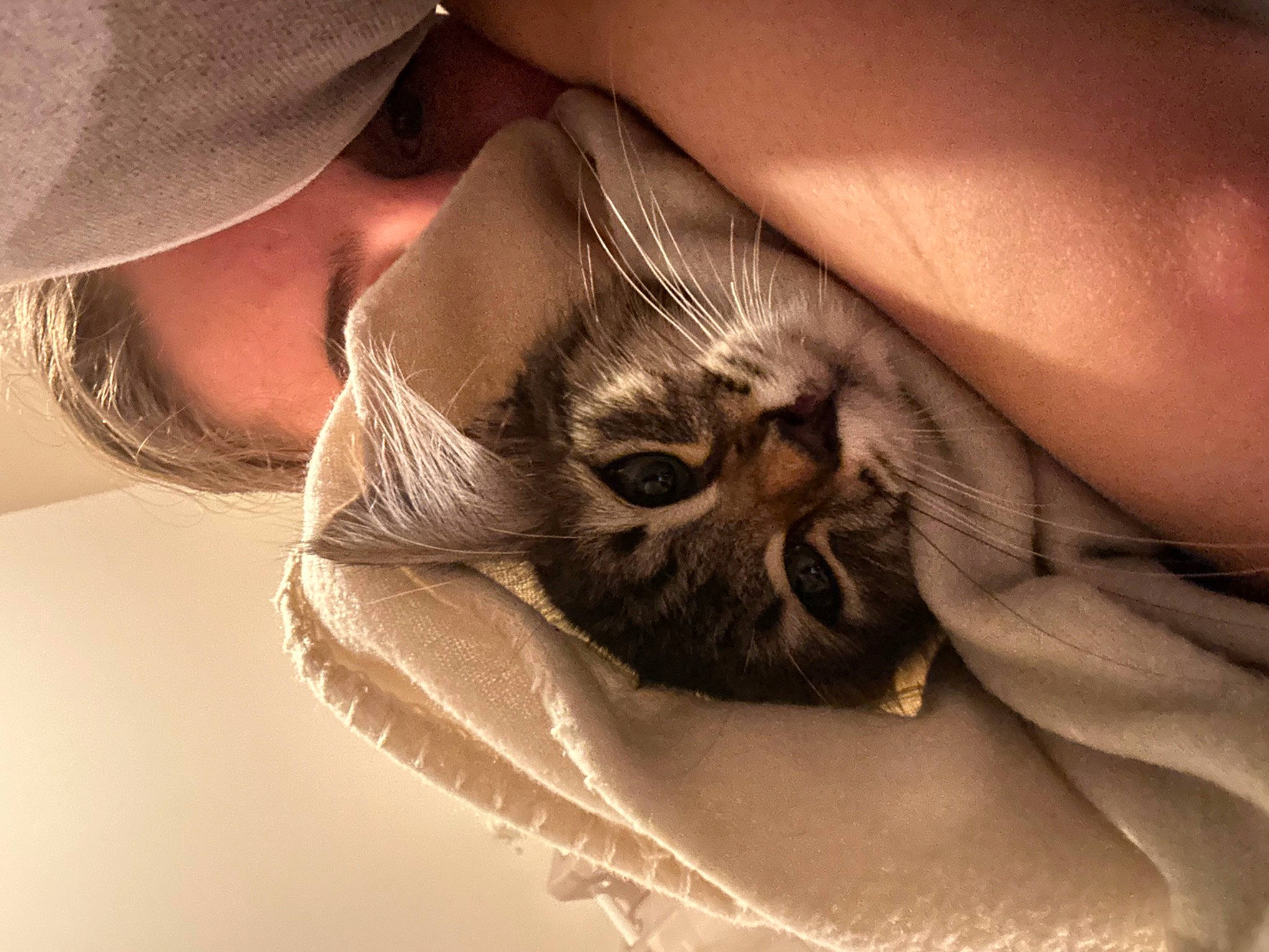 Dolce a rejoint le concours — aidez-le/la à gagner de superbes lots ! carnivore, cat, comfort, ear, eye, eyebrow, eyelash, felidae, gesture, grey, hair, hand, head, human_body, mammal, nose, skin, small_to_medium_sized_cats, vertebrate, whiskers