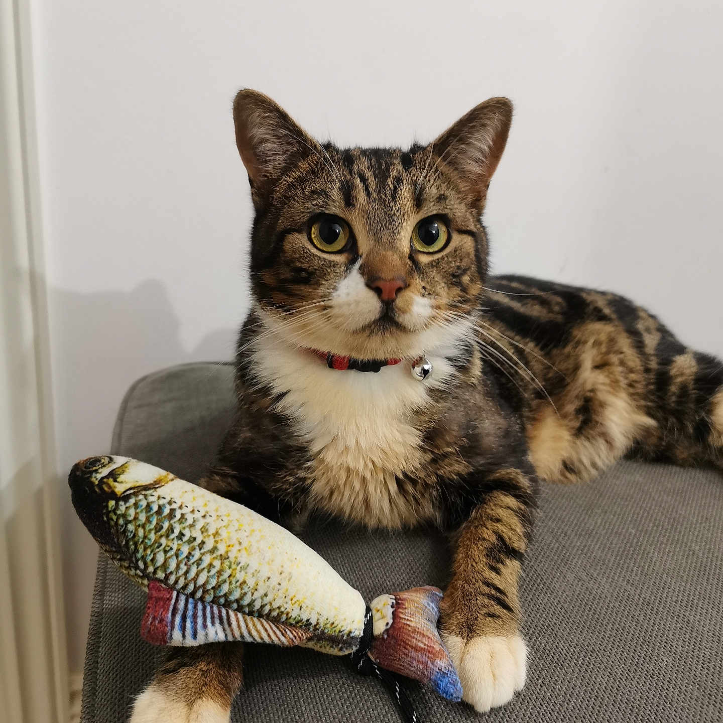 Benji joined the competition — help win amazing prizes! abyssinian, animal, architecture, armchair, cat, chair, couch, fish, food, fruit, furniture, hardwood, herring, kitten, manx, pet, plant, produce, sealife, wood