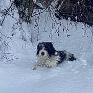 Caudie participe au concours pour gagner de l'argent avec cette photo : dog, snow, winter, outdoor, animal, pet, black_and_white, shaggy, fluffy, lying_down, snowy_landscape, trees, branches, nature, cold_weather, backyard, portrait, canine, white_snow, adventure