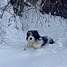 dog, snow, winter, outdoor, animal, pet, black_and_white, shaggy, fluffy, lying_down, snowy_landscape, trees, branches, nature, cold_weather, backyard, portrait, canine, white_snow, adventure