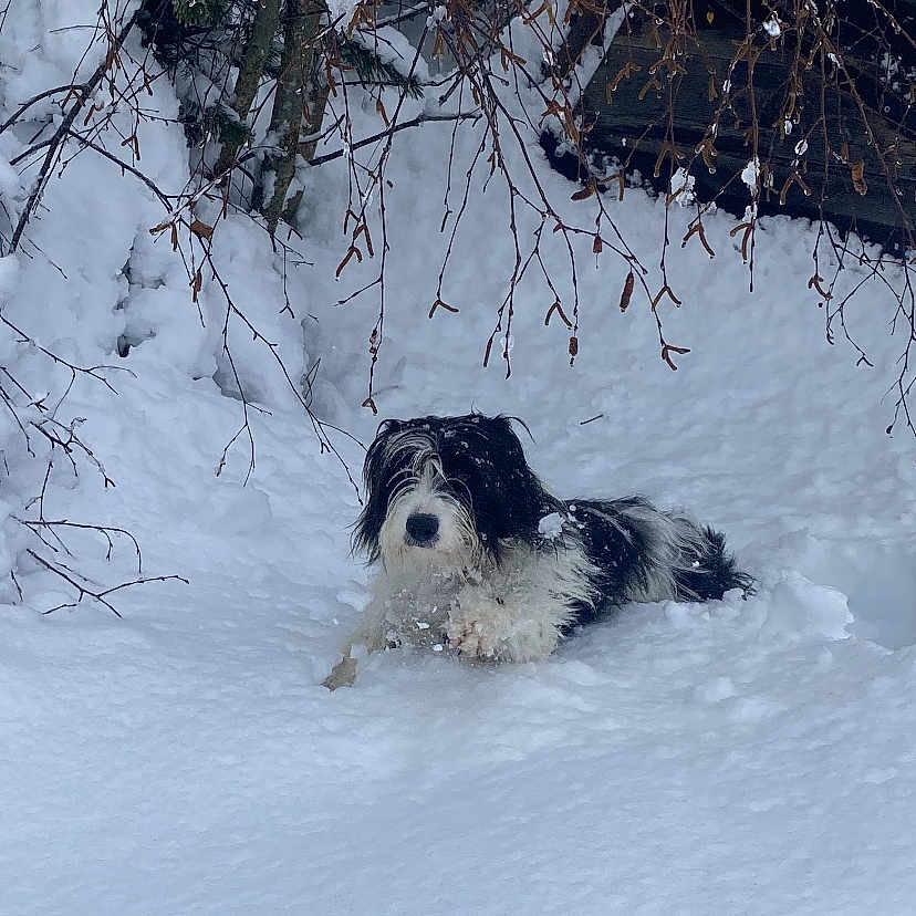 Caudie participe au concours pour gagner de l'argent avec cette photo : dog, snow, winter, outdoor, animal, pet, black_and_white, shaggy, fluffy, lying_down, snowy_landscape, trees, branches, nature, cold_weather, backyard, portrait, canine, white_snow, adventure