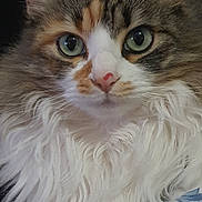 Padmee a rejoint le concours — aidez-le/la à gagner de superbes lots ! animal, cat, closeup, cozy, cute, domestic_cat, feline, fluffy, fur, green_eyes, indoor, paw, pet, pink_nose, portrait, relaxed, sitting, tabby, whiskers, white_fur