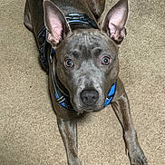 Grace joined the competition — help win amazing prizes! dog, pet, canine, animal, indoor, carpet, brown, ears, harness, looking_up, alert, fur, muzzle, paw, domestic_animal, companion, cute, friendly, young_dog, portrait