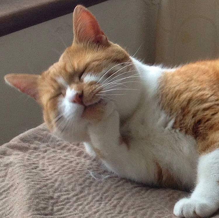 Wotsit joined the competition — help win amazing prizes! aegean_cat, american_wirehair, arabian_mau, carnivore, cat, domestic_short_haired_cat, european_shorthair, fawn, felidae, kitten, mammal, paw, polydactyl_cat, small_to_medium_sized_cats, tabby_cat, tail, whiskers