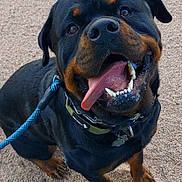 Dante' joined the competition — help win amazing prizes! rottweiler, dog, pet, happy, smiling, tongue_out, leash, collar, outdoor, gravel, animal, canine, friendly, black_and_tan, sitting, close_up, looking_up, fur, ears, teeth