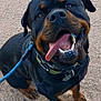 rottweiler, dog, pet, happy, smiling, tongue_out, leash, collar, outdoor, gravel, animal, canine, friendly, black_and_tan, sitting, close_up, looking_up, fur, ears, teeth