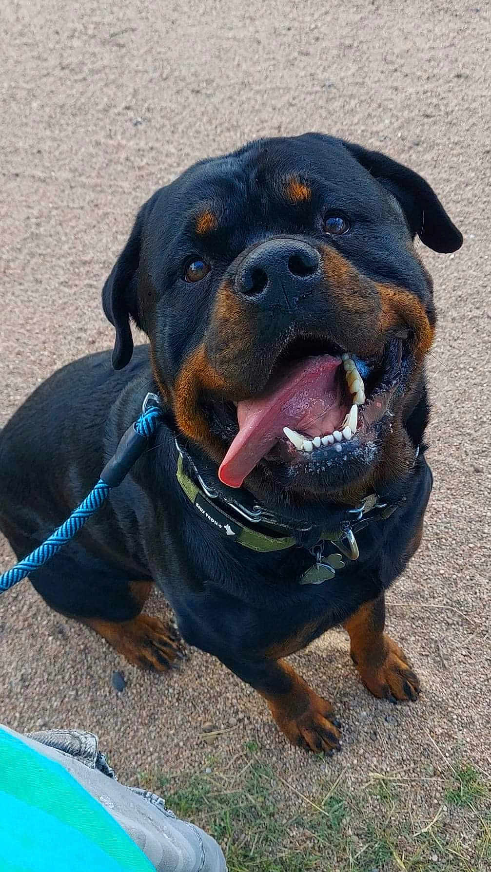 Dante' joined the competition — help win amazing prizes! rottweiler, dog, pet, happy, smiling, tongue_out, leash, collar, outdoor, gravel, animal, canine, friendly, black_and_tan, sitting, close_up, looking_up, fur, ears, teeth