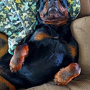 Dante' joined the competition — help win amazing prizes! rottweiler, dog, pet, lying_down, couch, blanket, fur, brown, black, indoor, animal, canine, paw, face, closeup, comfort, relaxing, expression, home, furniture