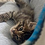 Simouche a rejoint le concours — aidez-le/la à gagner de superbes lots ! kitten, cat, tabby, feline, pet, animal, cute, lying_down, soft, cozy, grey, fur, whiskers, sleepy, close_up, indoor, resting, young, curious, blurred