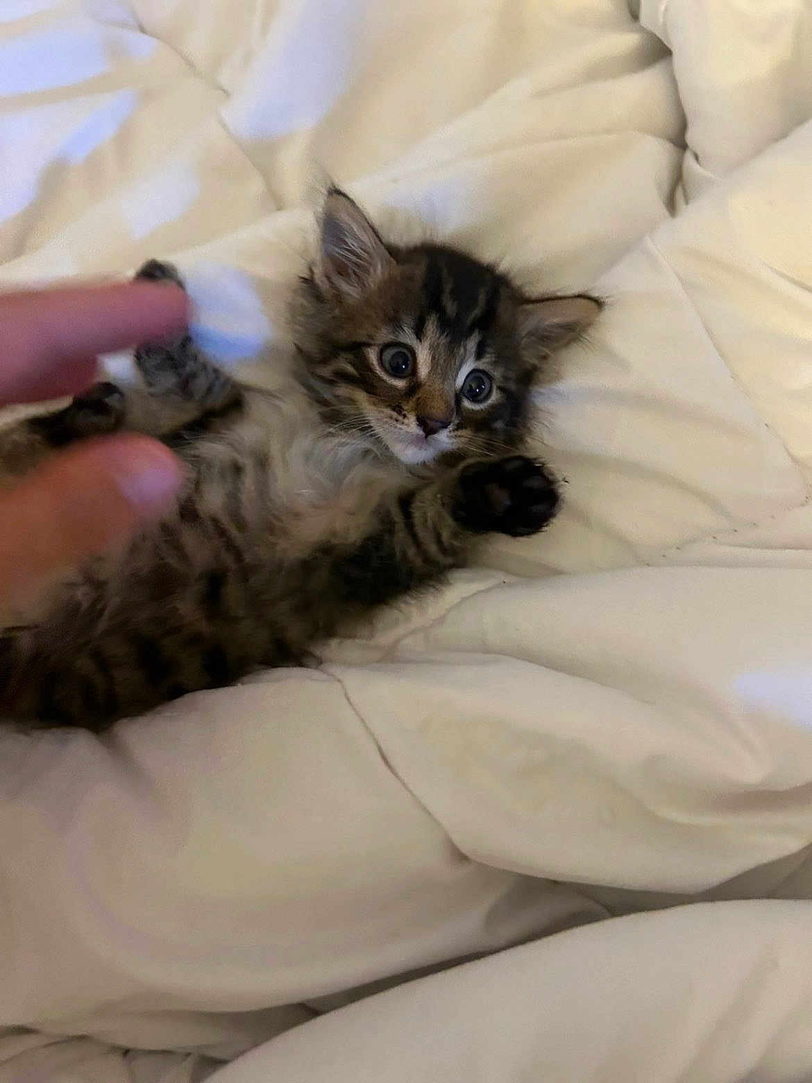Simouche a rejoint le concours — aidez-le/la à gagner de superbes lots ! kitten, cat, animal, pet, feline, paw, hand, blanket, white, soft, cute, young, fur, striped, playful, bed, cozy, indoor, resting, curious