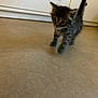Simouche a rejoint le concours — aidez-le/la à gagner de superbes lots ! kitten, tabby, cat, indoor, floor, tile, curious, young, pet, animal, fur, whiskers, tail, walking, small, domestic, cute, cabinet, knobs, home