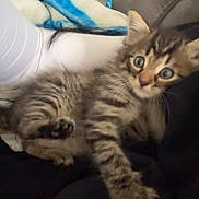 Simouche a rejoint le concours — aidez-le/la à gagner de superbes lots ! kitten, cat, tabby, pet, animal, feline, cute, paw, fur, whiskers, indoor, blanket, soft, young, curious, eyes, striped, domestic, resting, cozy