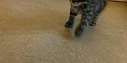 Simouche a rejoint le concours — aidez-le/la à gagner de superbes lots ! kitten, tabby, cat, indoor, floor, tile, curious, young, pet, animal, fur, whiskers, tail, walking, small, domestic, cute, cabinet, knobs, home