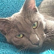 Zaho participe au concours pour gagner de l'argent avec cette photo : abyssinian, angora, animal, blackcat, blanket, cat, kitten, manx, person, pet, siamese, sleeping, towel
