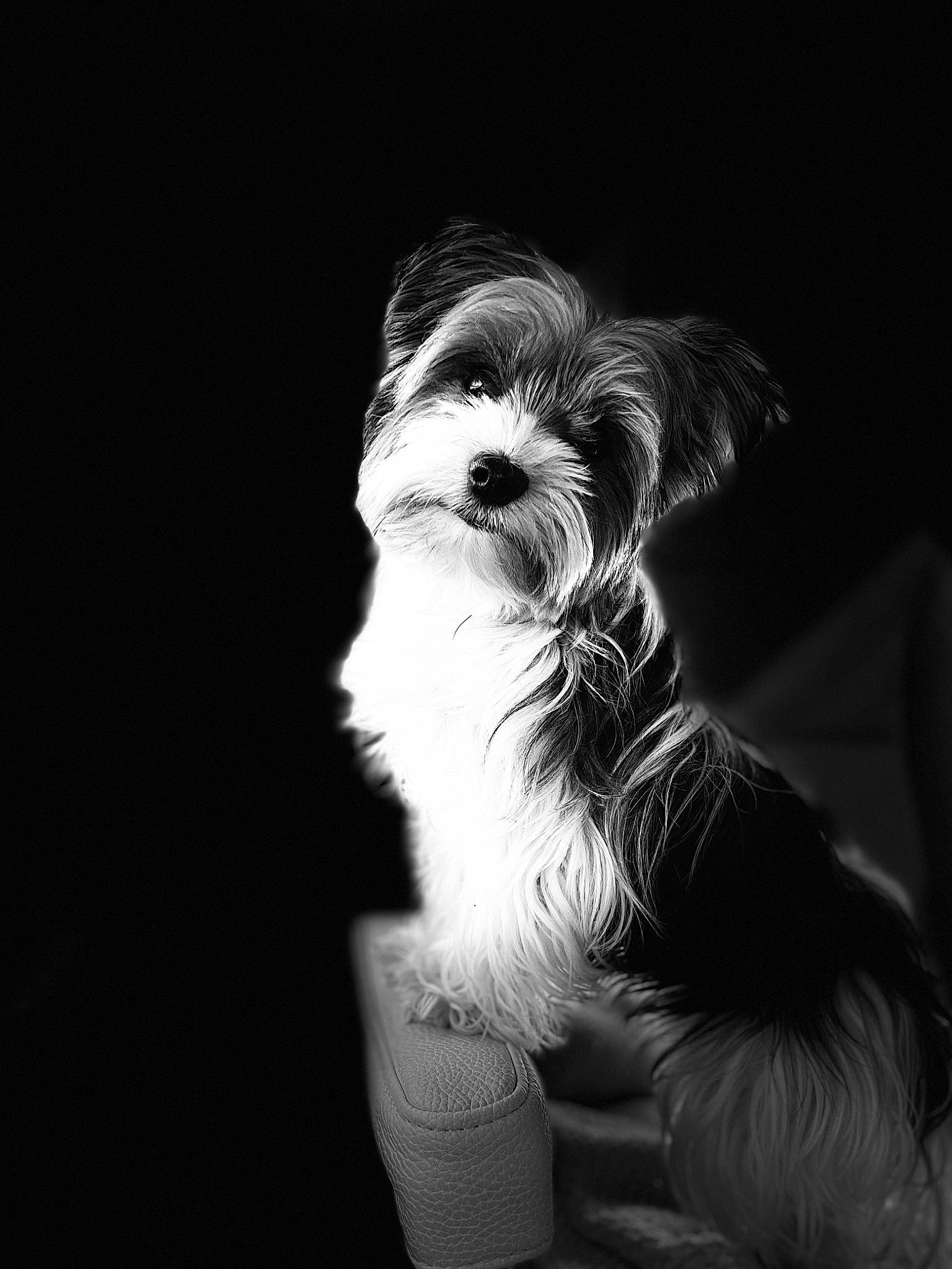 Ilka participe au concours pour gagner de l'argent avec cette photo : biewer_terrier, canidae, carnivore, companion_dog, darkness, dog, dog_breed, fur, liver, maltepoo, monochrome, monochrome_photography, non_sporting_group, small_terrier, snout, sporting_group, still_life_photography, terrier, toy_dog, whiskers