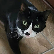 Boots joined the competition — help win amazing prizes! cat, tuxedo_cat, green_eyes, whiskers, indoor, floor, tile_floor, pet, animal, black_and_white, curious, cute, feline, domestic_cat, looking_up, close_up, paw, fur, mammal, whisker