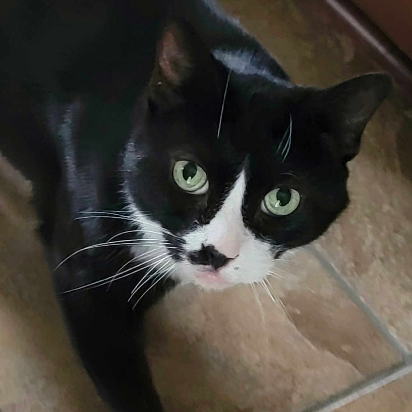 Boots joined the competition — help win amazing prizes! animal, black_and_white, cat, close_up, curious, cute, domestic_cat, feline, floor, fur, green_eyes, indoor, looking_up, mammal, paw, pet, tile_floor, tuxedo_cat, whisker, whiskers