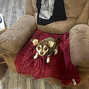 Bebe joined the competition — help win amazing prizes! armchair, blanket, brown_furniture, canine, clothing, cozy, cute, dog, domestic_animal, floor, furniture, home, indoor, living_room, looking_up, pet, plaid_jacket, seated, small_dog, wooden_floor