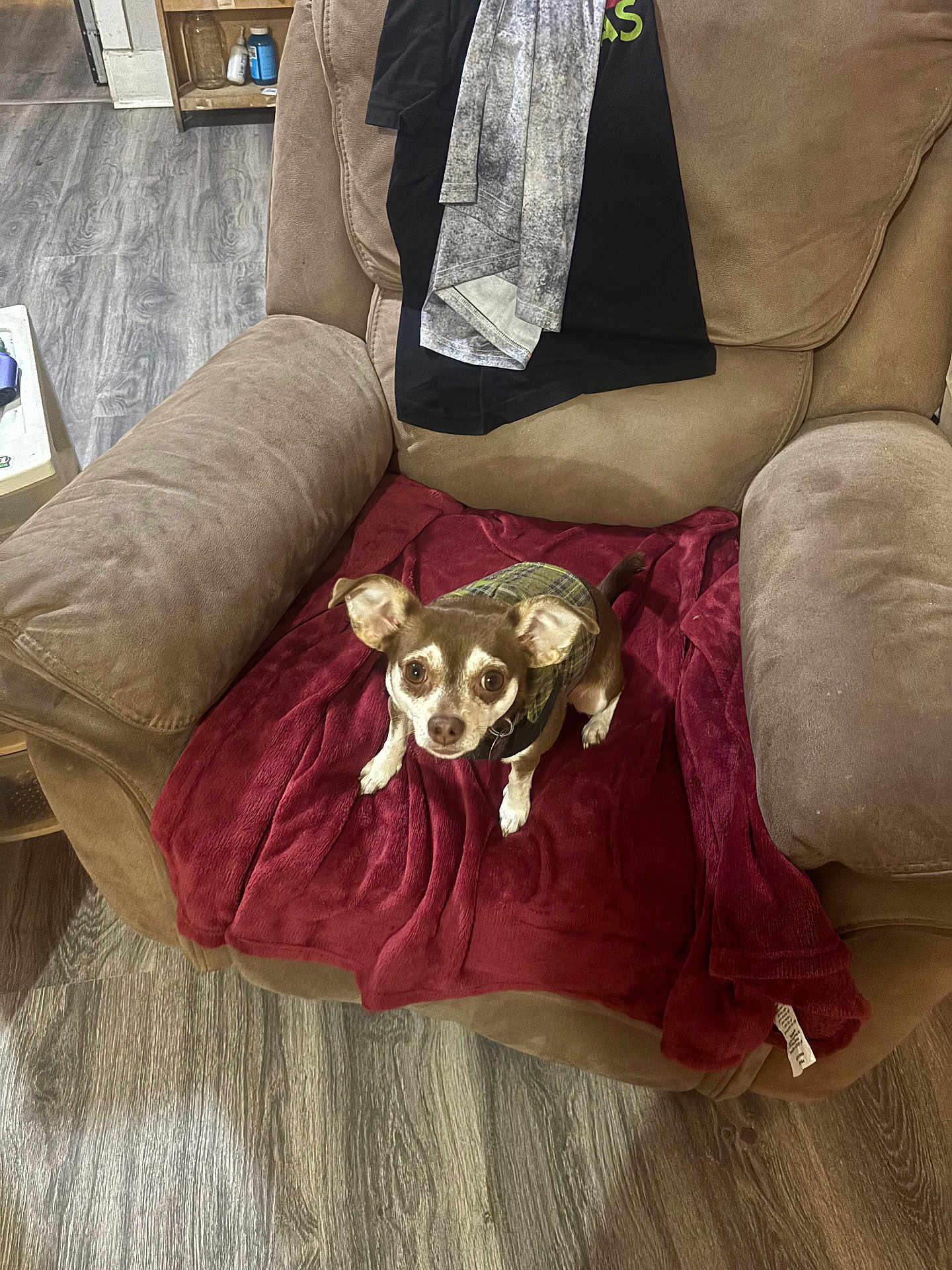 Bebe