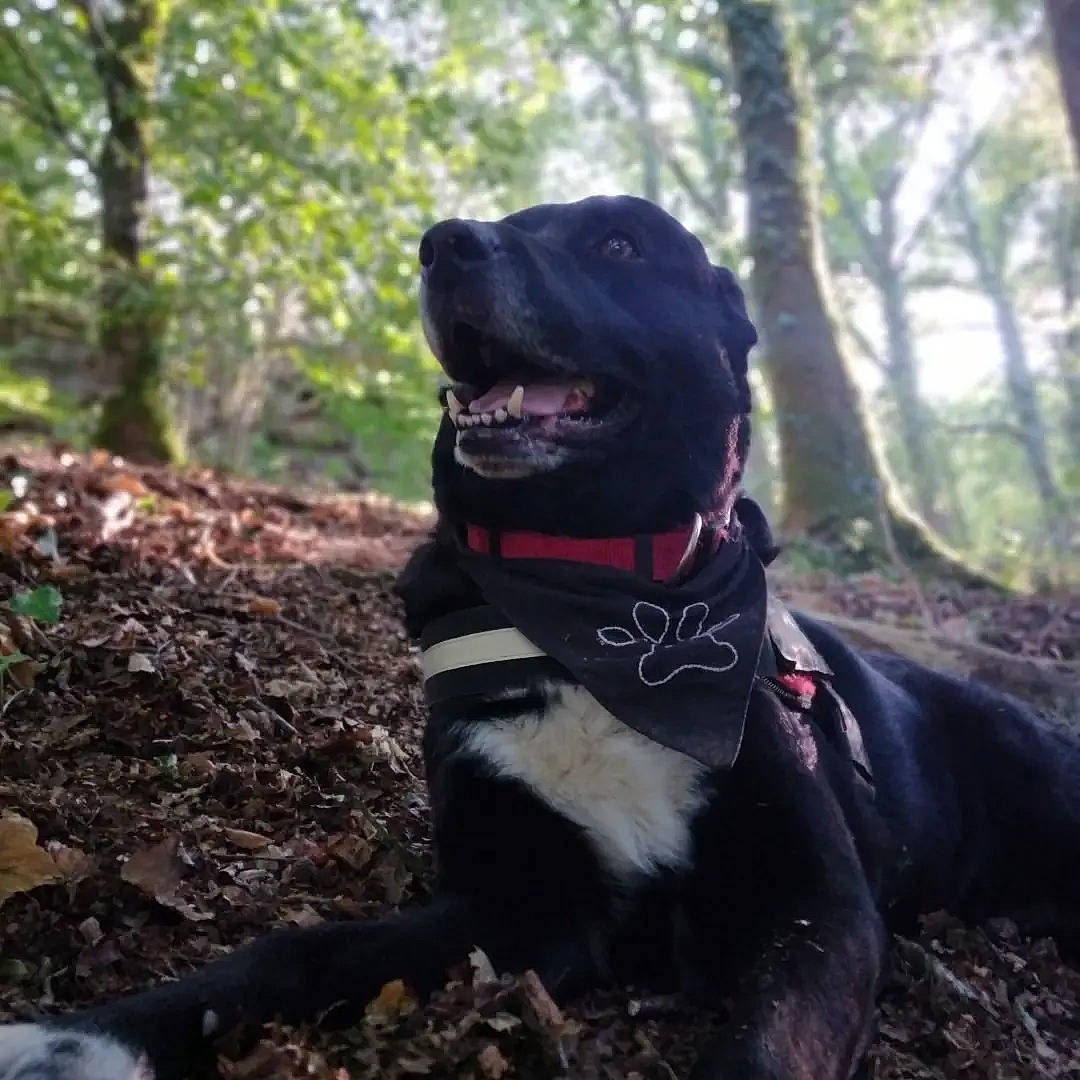 Gimli a rejoint le concours — aidez-le/la à gagner de superbes lots ! canidae, carnivore, collar, companion_dog, dog, dog_breed, dog_collar, dog_supply, fashion_accessory, fawn, grass, leash, plant, snout, soil, sporting_group, tail, tree, whiskers, working_animal