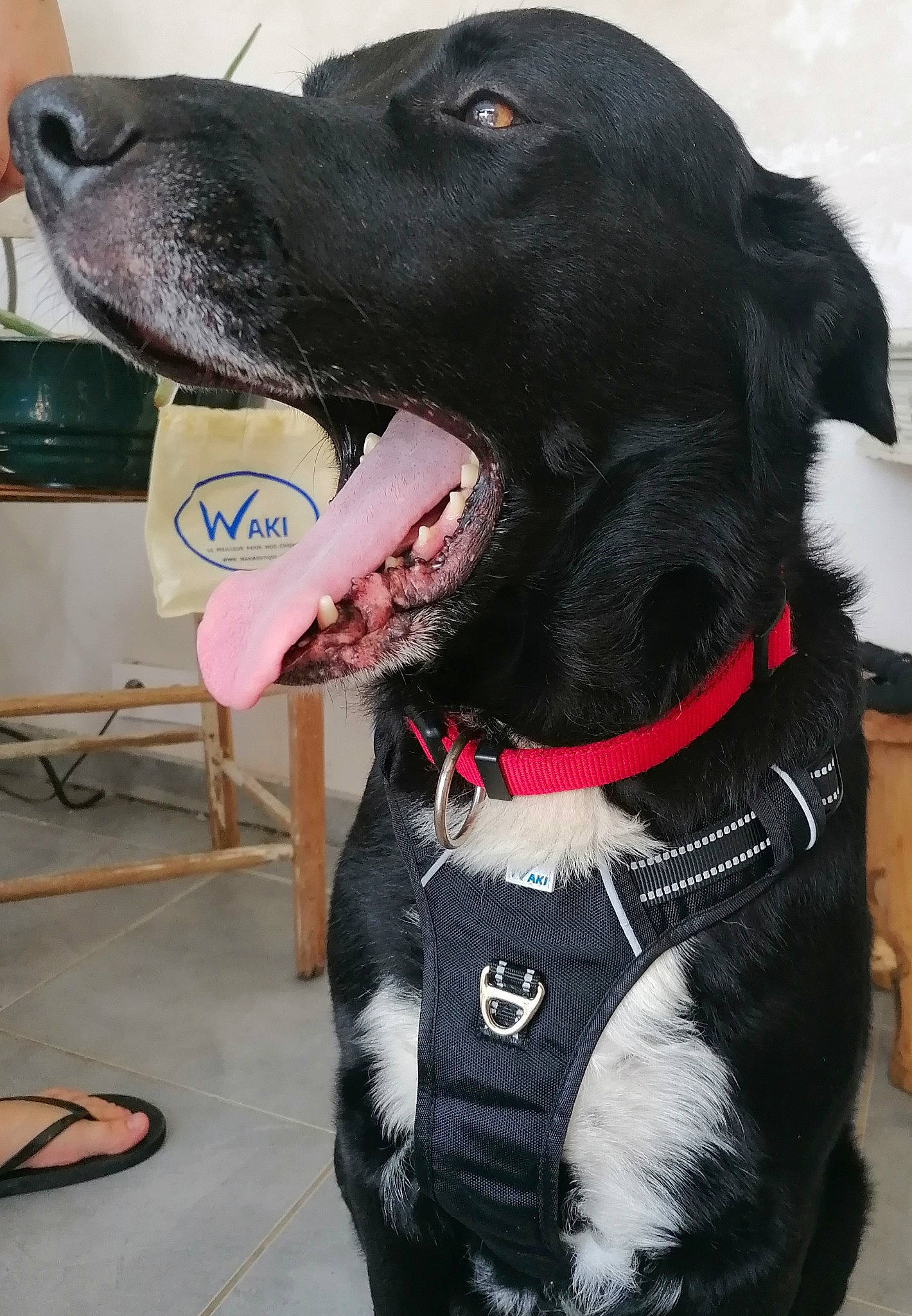 Gimli a rejoint le concours — aidez-le/la à gagner de superbes lots ! borador, canidae, carnivore, collar, companion_dog, dog, dog_breed, dog_collar, dog_supply, fur, gun_dog, leash, personal_protective_equipment, pet_supply, snout, sporting_group, stool, whiskers, working_animal, working_dog