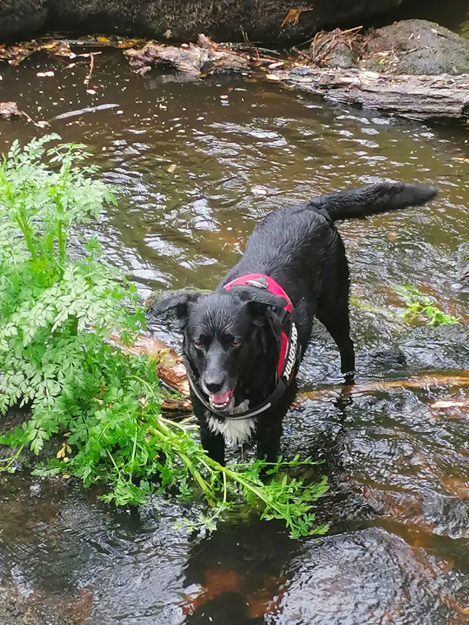 Gimli participe au concours pour gagner de l'argent avec cette photo : adventure, canidae, carnivore, creek, dog, dog_breed, fluvial_landforms_of_streams, grass, groundcover, gun_dog, lake, liquid, plant, sporting_group, stream, tail, water, watercourse, wetland, working_animal
