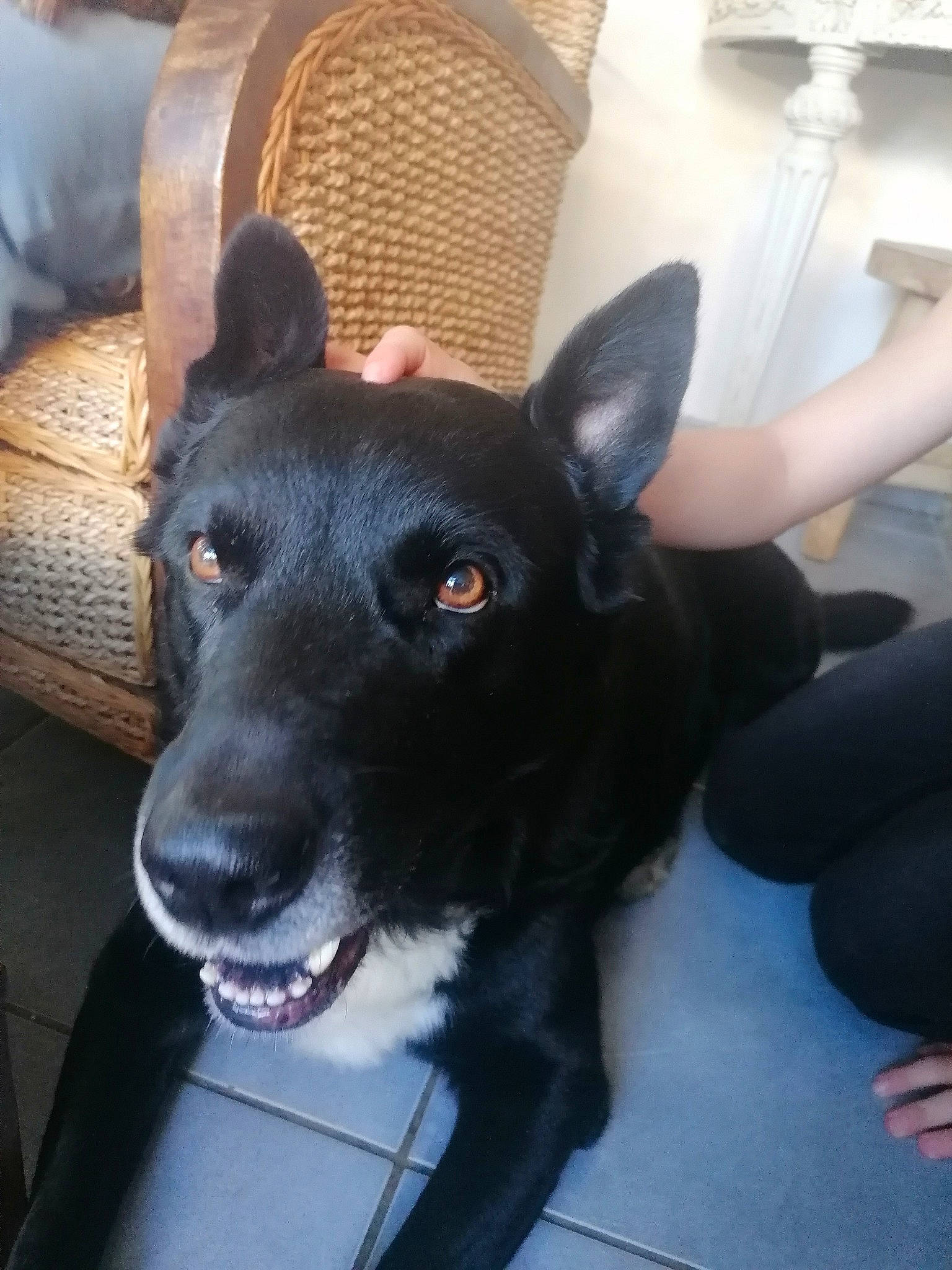 Gimli a rejoint le concours — aidez-le/la à gagner de superbes lots ! borador, canidae, carnivore, chair, collar, companion_dog, dog, dog_breed, dog_collar, ear, fawn, flooring, fur, guard_dog, jaw, mammal, sporting_group, whiskers, working_animal, working_dog