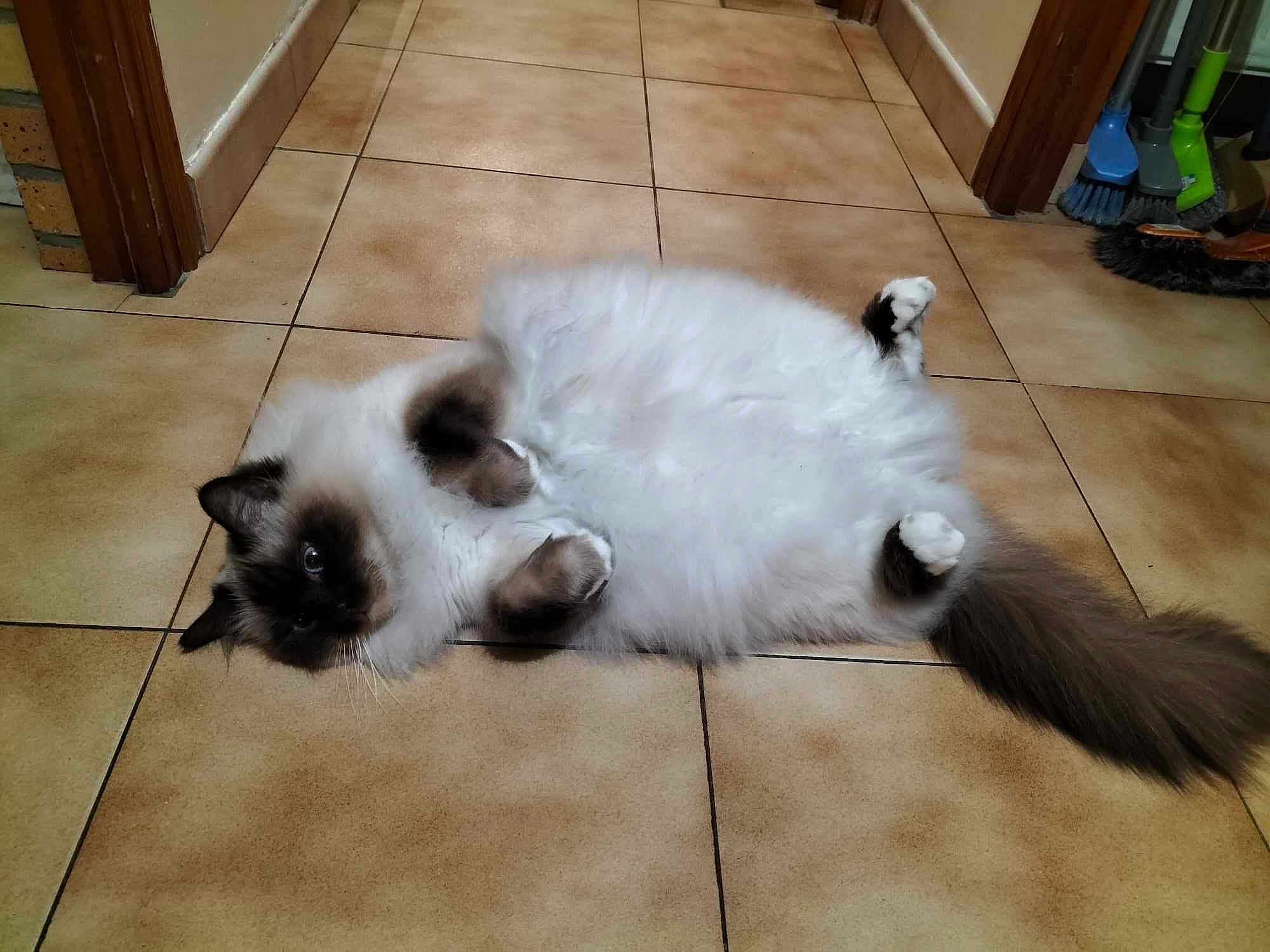 Newton