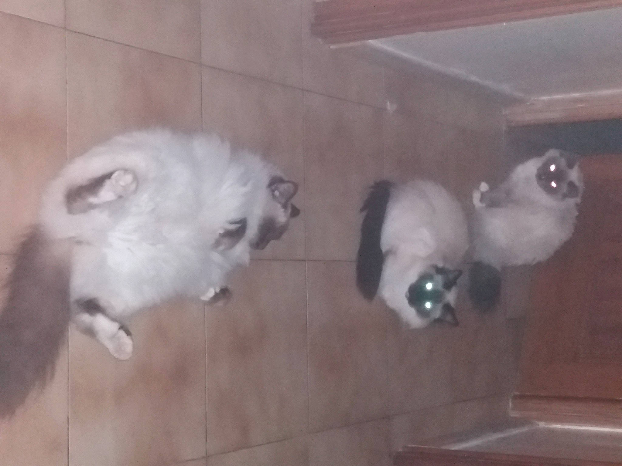 Newton participe au concours pour gagner de l'argent avec cette photo : carnivore, companion_dog, dog_breed, fawn, felidae, floor, flooring, fur, gas, hardwood, paw, room, small_to_medium_sized_cats, snout, tail