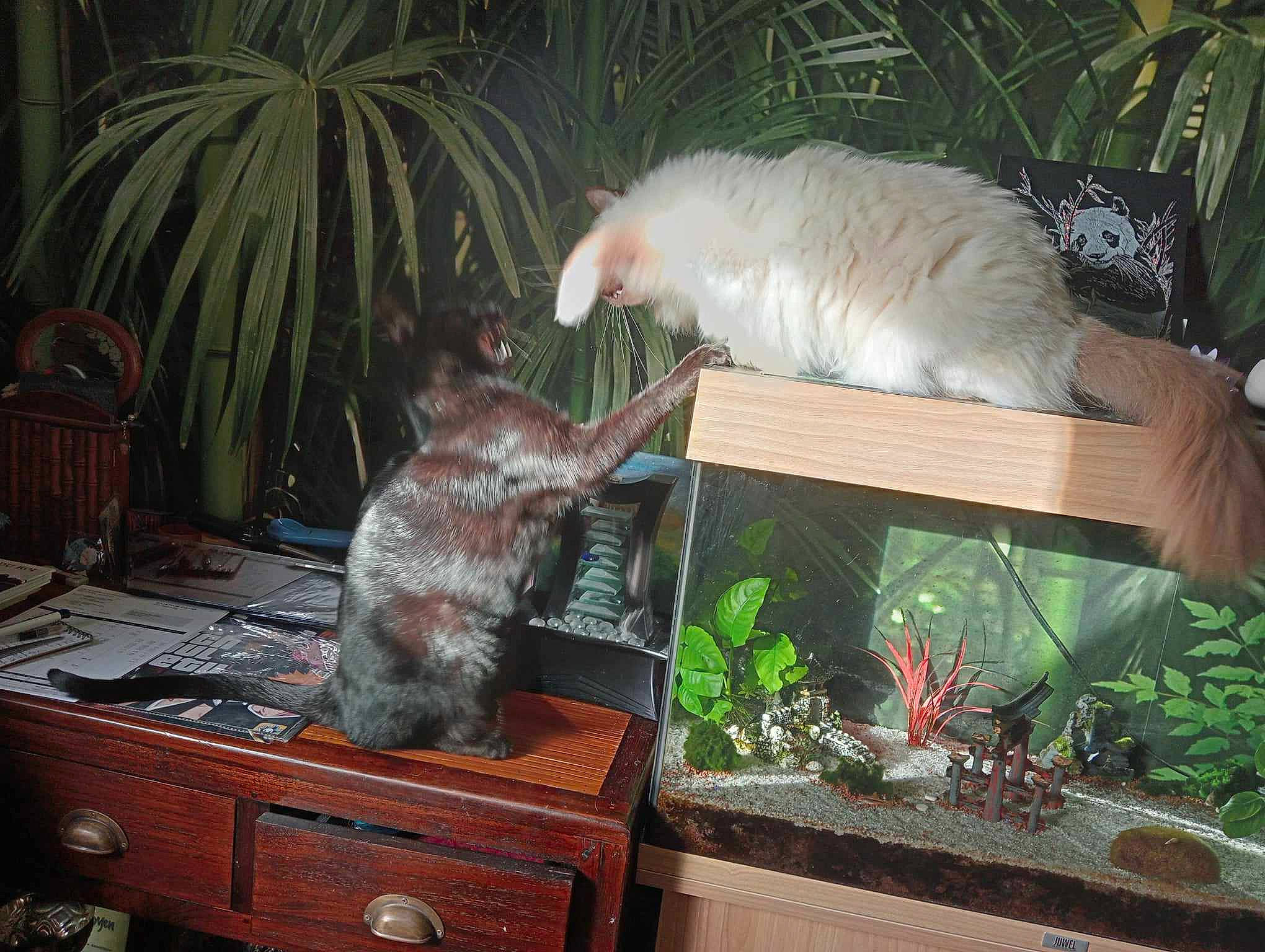 Newton a rejoint le concours — aidez-le/la à gagner de superbes lots ! bookcase, cabinetry, carnivore, fawn, felidae, flowerpot, fur, houseplant, mammal, plant, room, shelf, shelving, small_to_medium_sized_cats, table, tail, toy, vertebrate, whiskers, wood