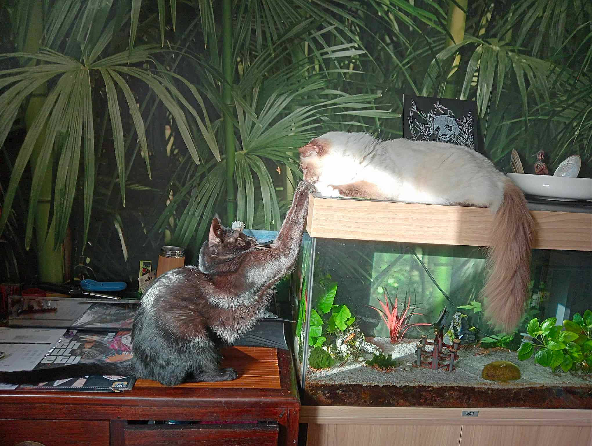 Newton participe au concours pour gagner de l'argent avec cette photo : cabinetry, carnivore, cat, fawn, felidae, flowerpot, grass, houseplant, organism, picture_frame, plant, shelf, small_to_medium_sized_cats, snapshot, table, tail, vertebrate, whiskers, wildlife, wood