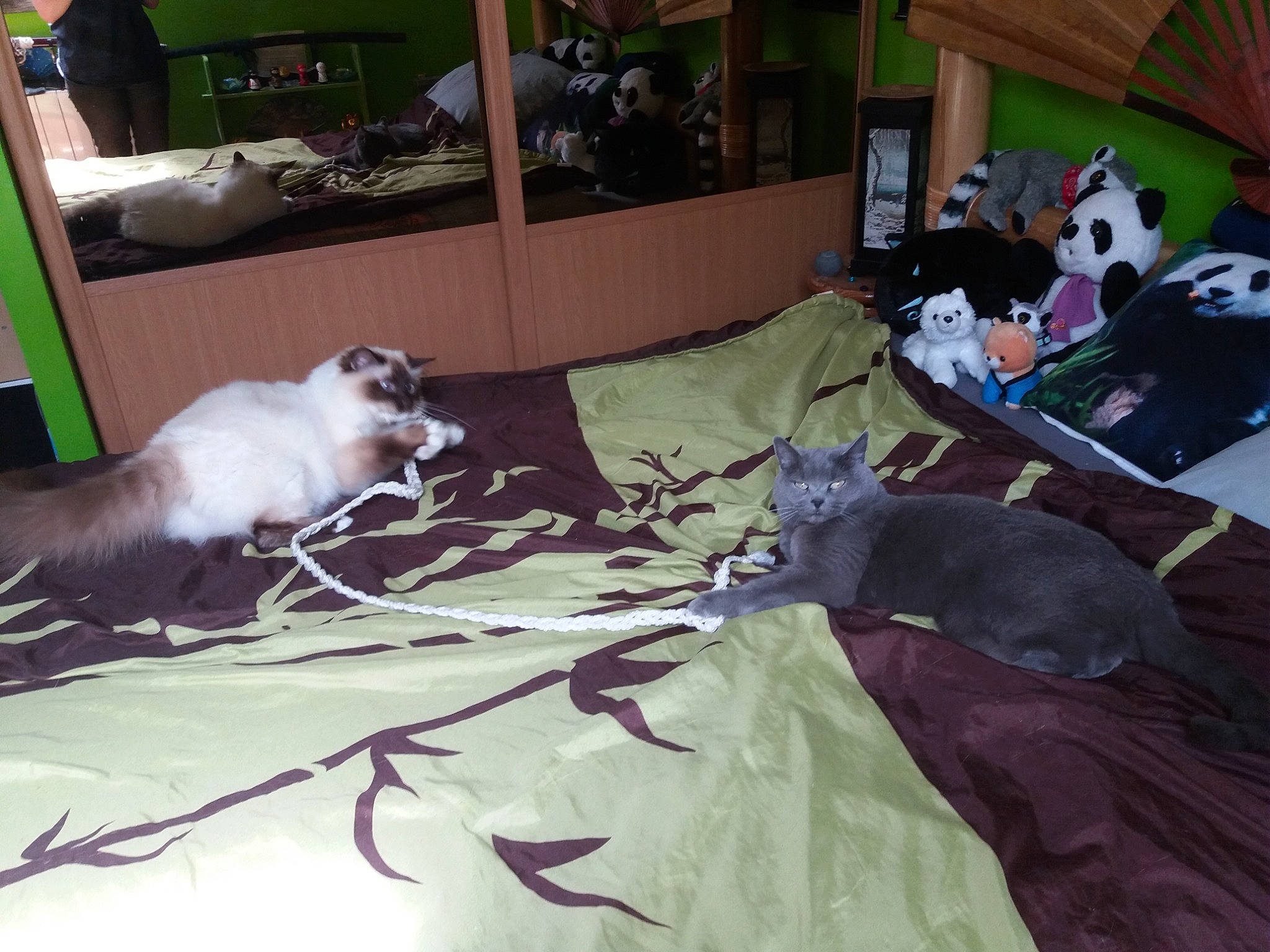 Newton participe au concours pour gagner de l'argent avec cette photo : bed, carnivore, cat, comfort, couch, felidae, flooring, fur, green, grey, hardwood, linens, mammal, siamese, small_to_medium_sized_cats, tail, textile, toy, whiskers, wood