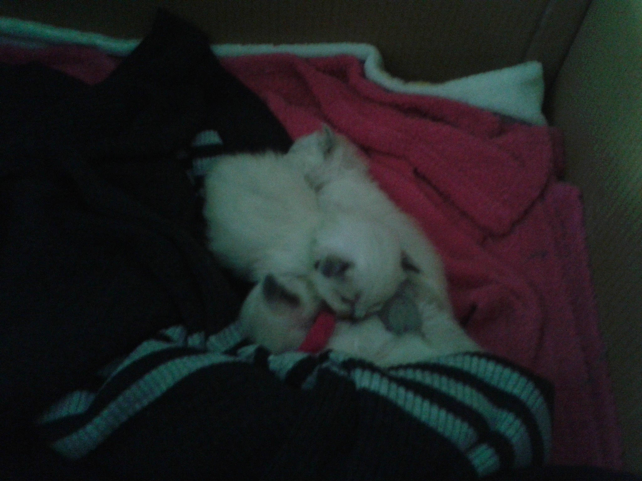 Jade participe au concours pour gagner de l'argent avec cette photo : bed, carnivore, cat, comfort, companion_dog, couch, darkness, dog_breed, ear, eye, felidae, fur, head, lap, linens, nap, room, small_to_medium_sized_cats, tail, whiskers